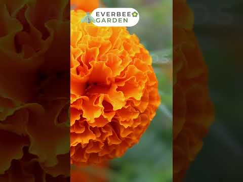 Best & Worst Flowers For People With Allergies Best & Worst Flowers For People With Allergies